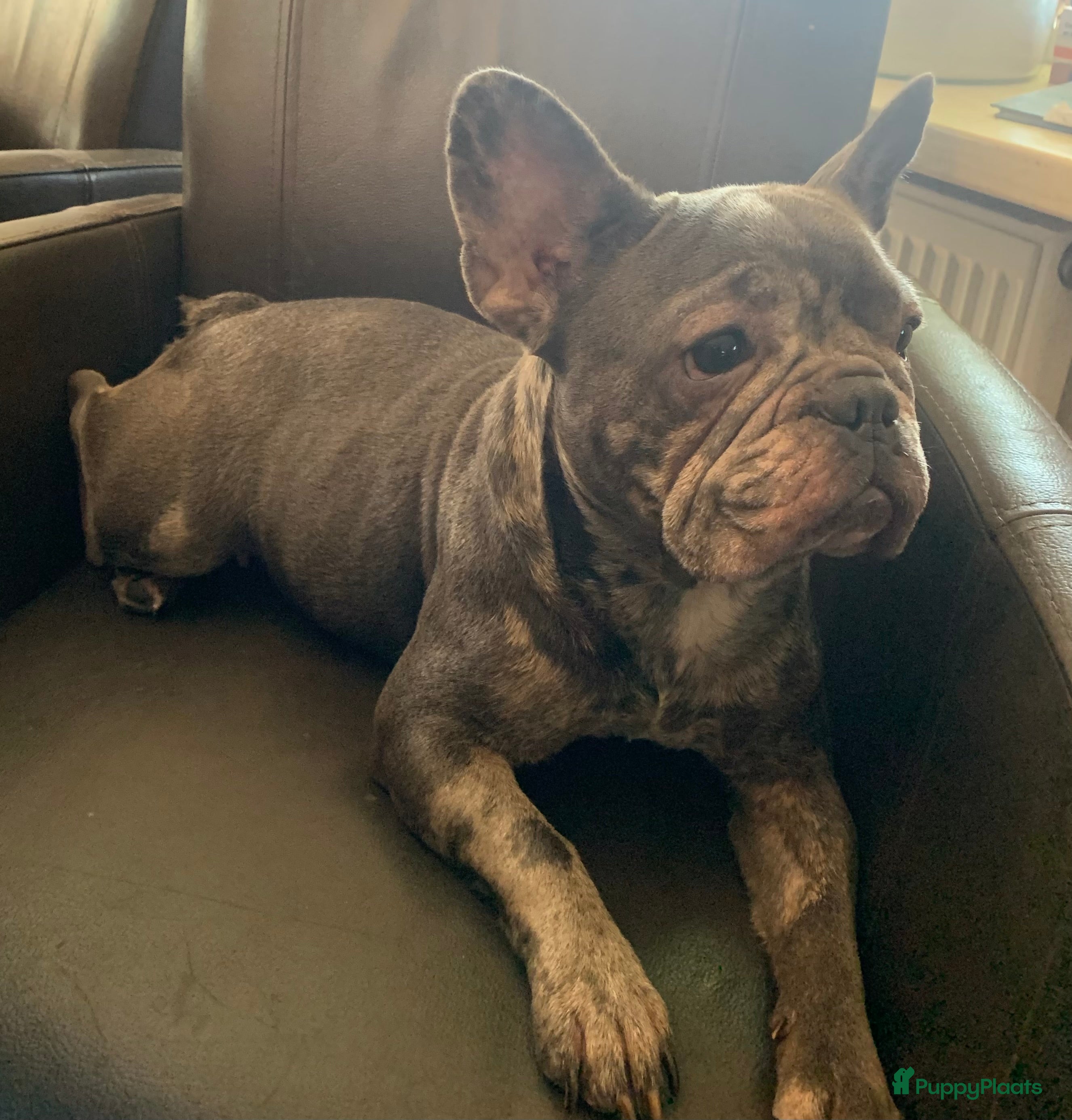 Franse Bulldog honden Te koop mooie Franse Bulldog pups  - Advertentie 1