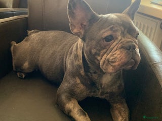 Franse Bulldog honden Te koop mooie Franse Bulldog pups - Advertentie 1