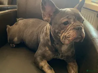 Franse Bulldog honden Te koop mooie Franse Bulldog pups - Advertentie 9