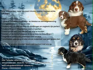 Australian Shepherd honden Australische Herderpups - Advertentie 2
