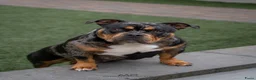 Amerikaanse Bully honden te koop: American Bully pups verwacht (GETEST)  - Advertentie 7