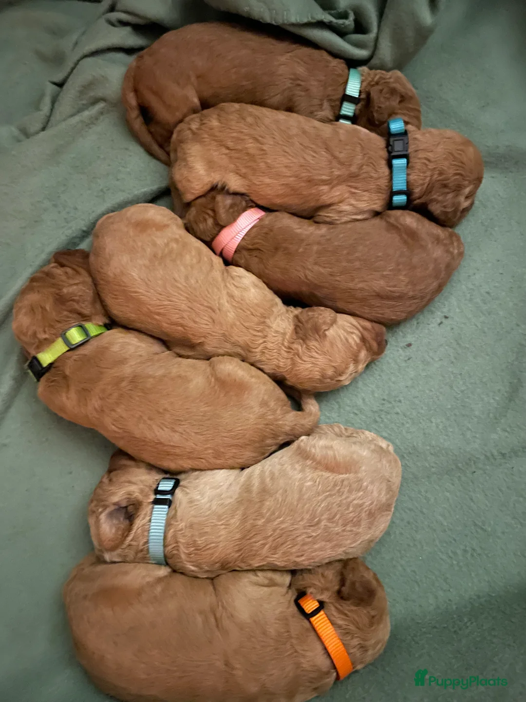 Kruising honden te koop: Lieve labradoodle / Australian labradoodle pups - Advertentie 4