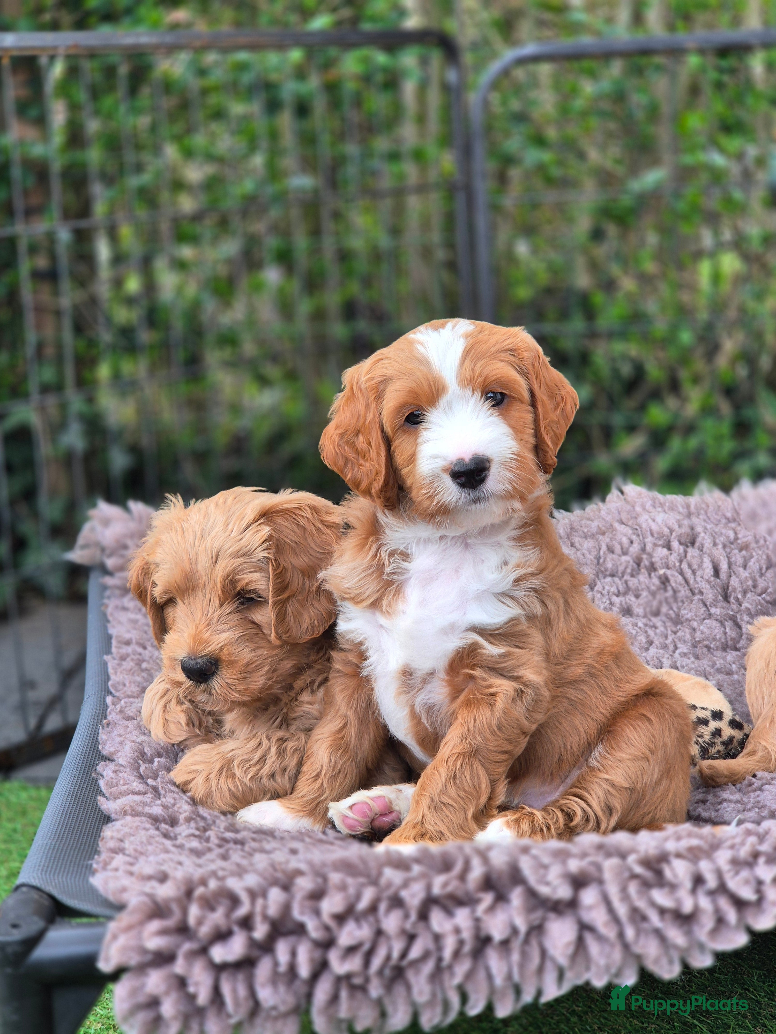 Goldendoodle honden Goldendoodle Gastgezin gezocht voor deze knapperd  - Advertentie 1