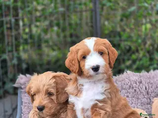 Goldendoodle honden Goldendoodle Gastgezin gezocht voor deze knapperd - Advertentie 1