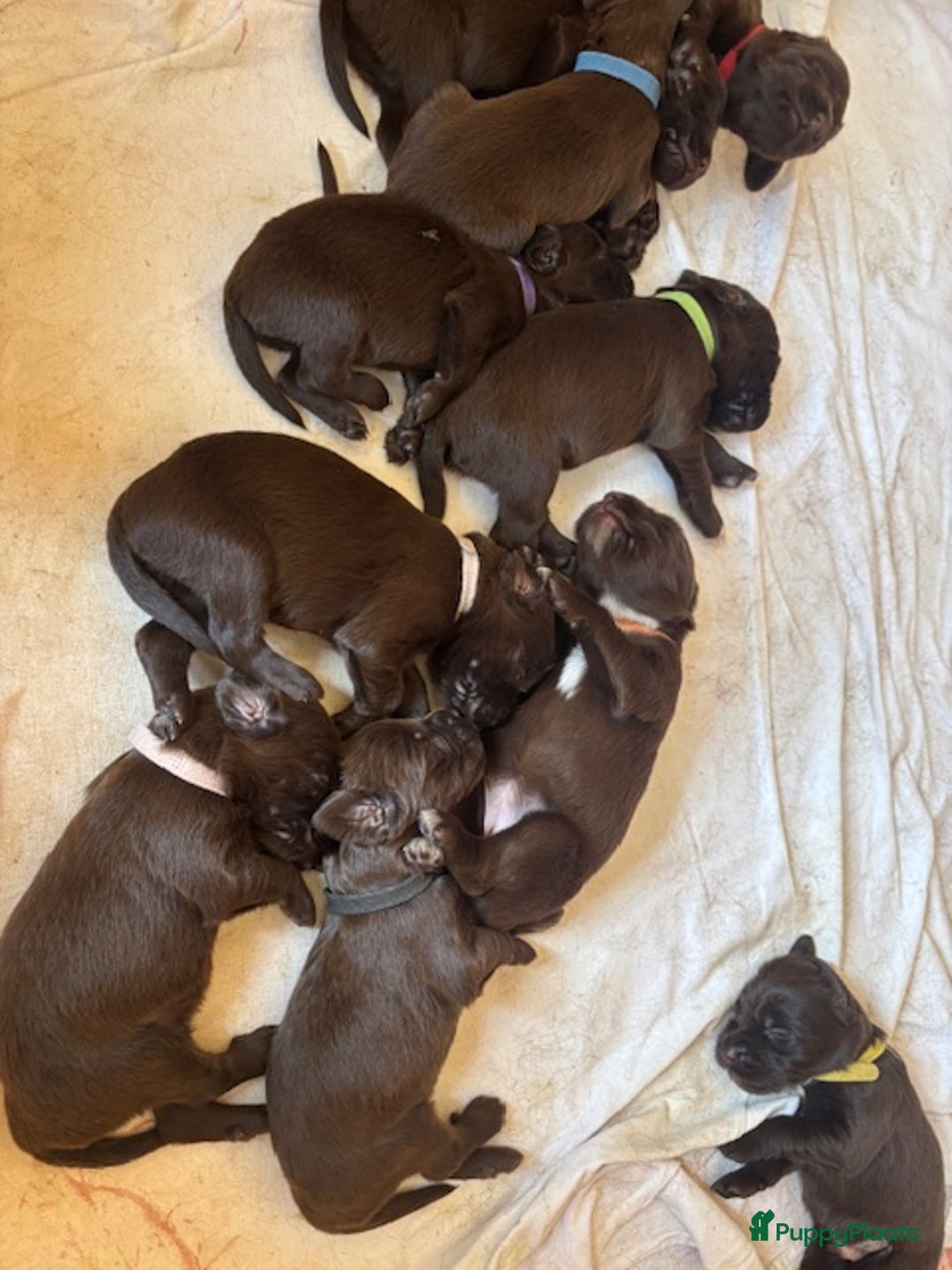 Duitse Staande Hond Langhaar honden te koop: Duitse staande langhaar pups  in Maastricht - Afbeelding 9