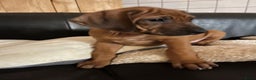 Rhodesian Ridgeback honden te koop: Rhodesian Ridgeback pups met stamboom - Advertentie 15