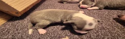 Chihuahua honden te koop: Chihuahua pups - Advertentie 5
