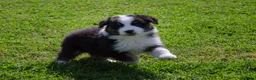 Australian Shepherd honden te koop: Australische herder pups geboren op boerderij (BE) - Advertentie 12