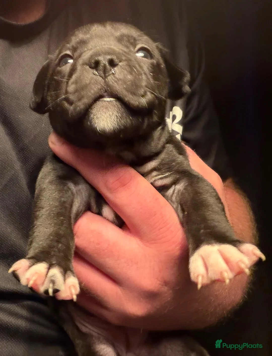 American Staffordshire Terriër honden te koop: Prachtige Amerikaanse Staffordshire Terier Pups - Advertentie 2