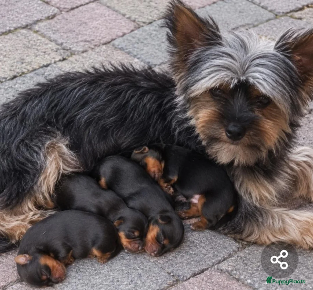 Kruising honden te koop: Yorkshire terriër  - Advertentie 2