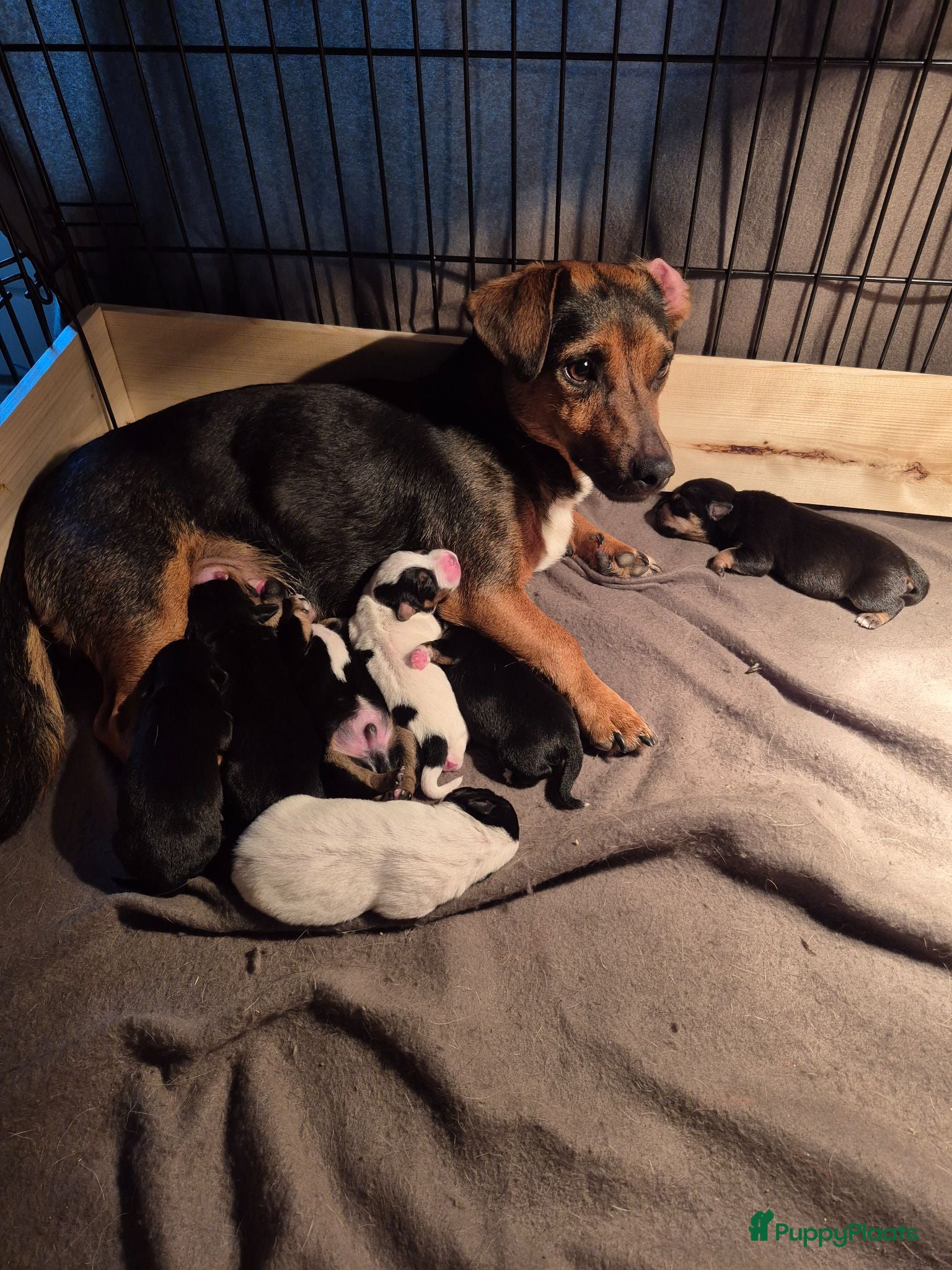 Jack Russel Terriër honden De liefste en mooiste Jack Russel puppy's!! - Advertentie 1