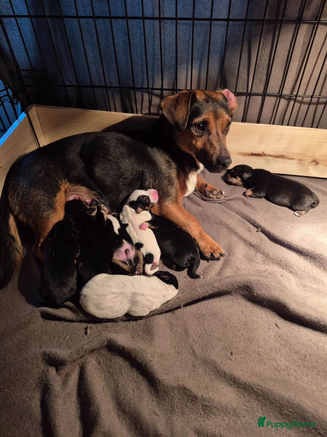 Jack Russel Terriër honden te koop: De liefste en mooiste Jack Russel puppy's!! - Advertentie 1