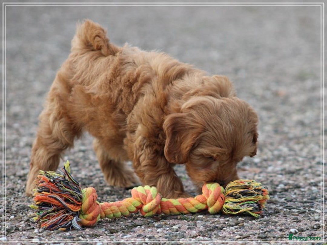 Kruising honden te koop: Minidoodle pups - Advertentie 4