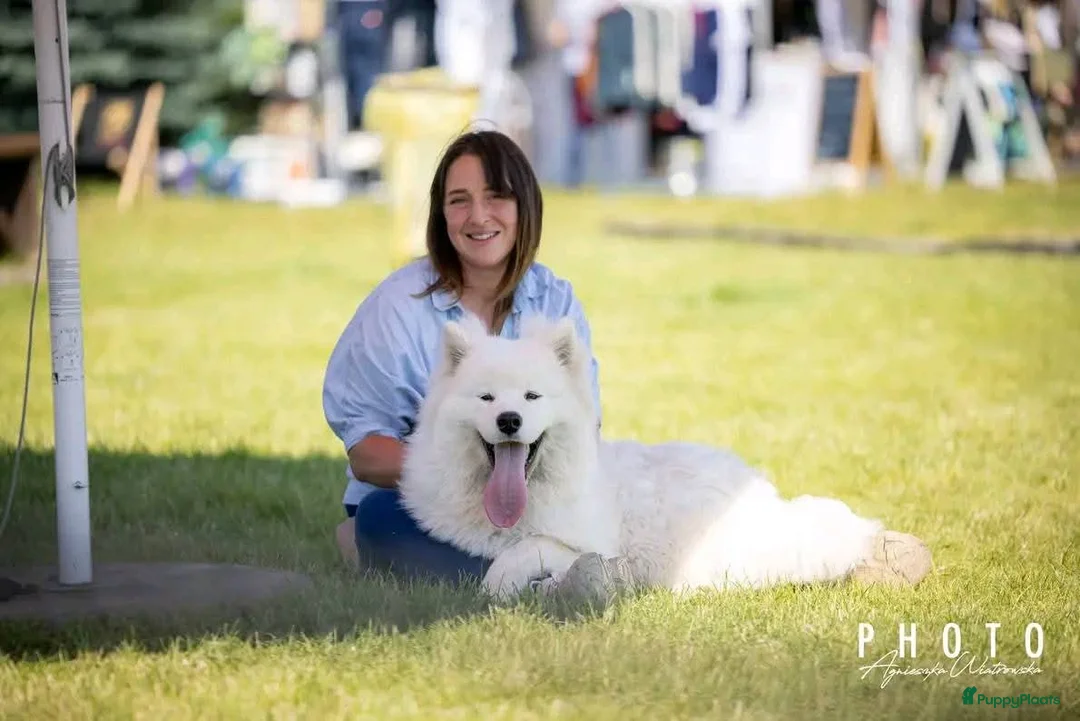Samojeed honden te koop: Samojeed pups - Advertentie 7
