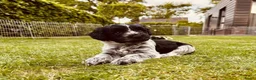 Nederlandse Schapendoes honden te koop: Lieve Schapendoes pups in Vinkel - Advertentie 3