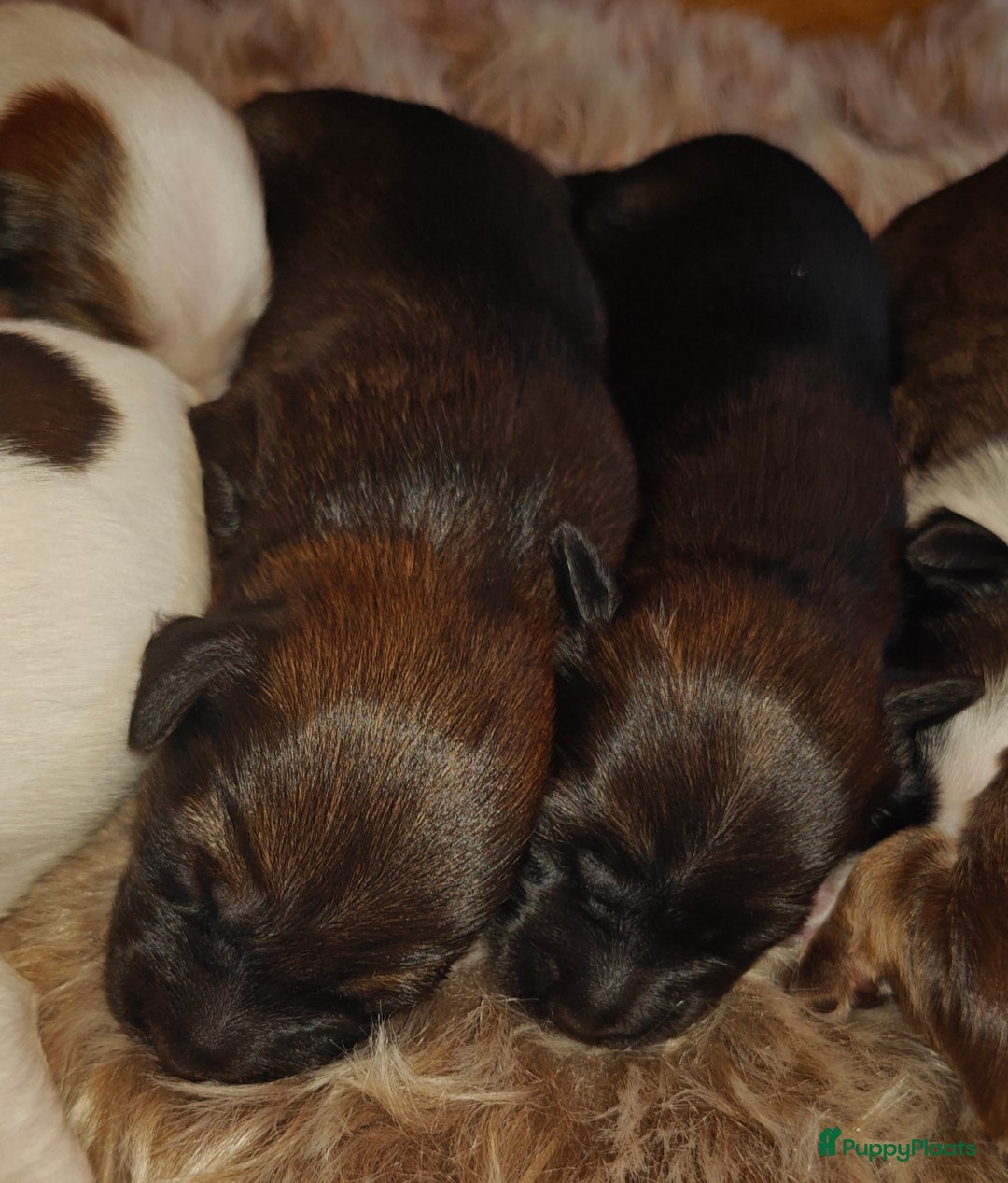 Tibetaanse Terriër honden te koop: Tibetaanse Terriërs  - Advertentie 8