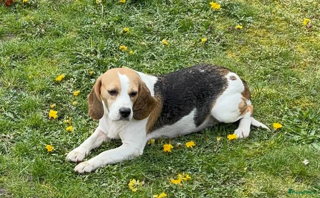 Beagle honden te koop: Male Beagle puppy (9 weeks) in Rijswijk - Advertentie 6