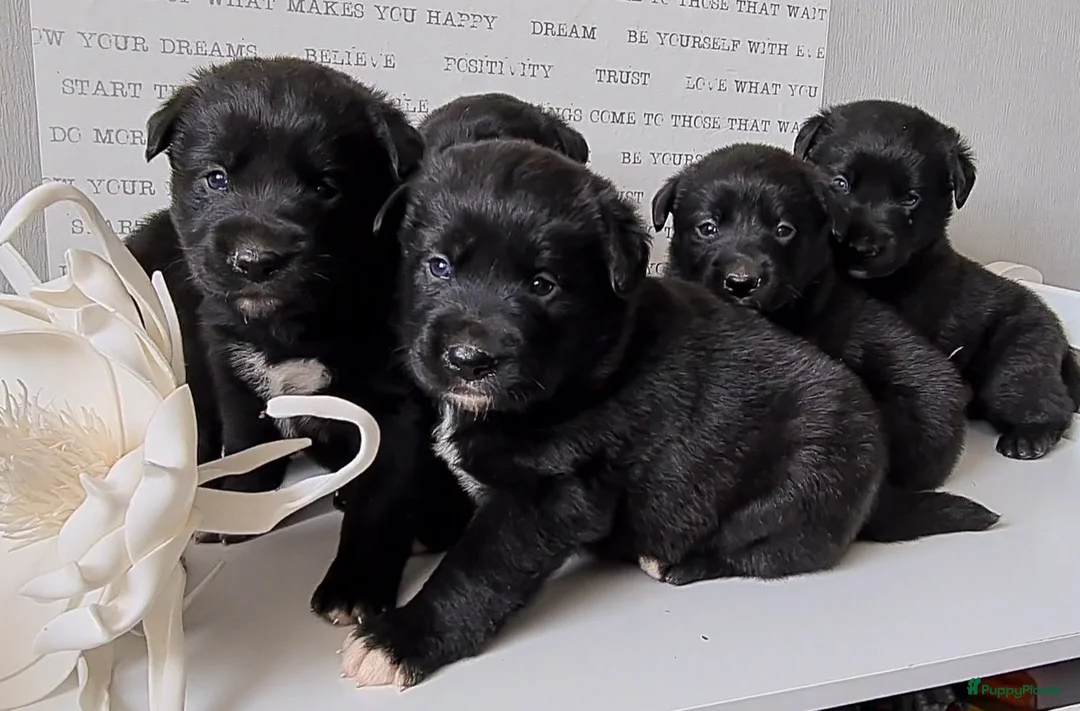 Kruising honden te koop: Uniek Borador pups van Stamboomouders F1 - Advertentie 14