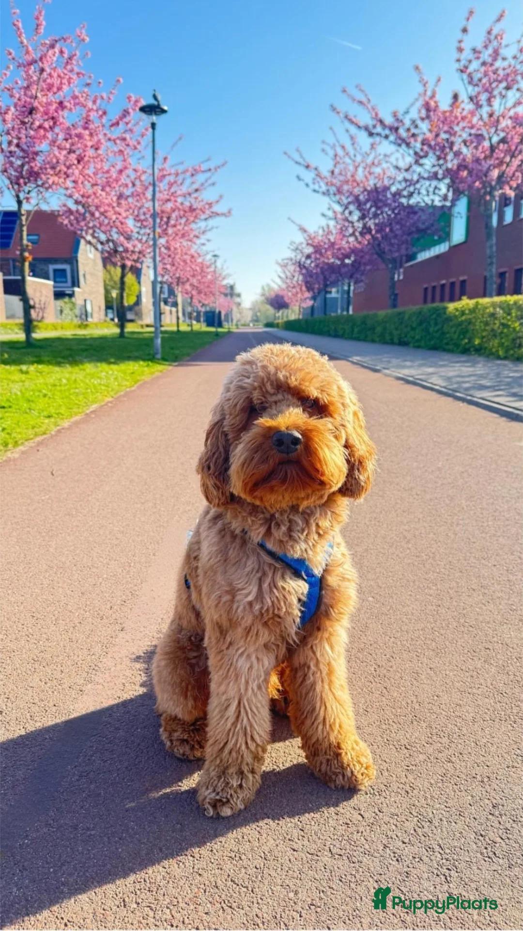 Cockapoo honden te koop: 🐶 Cockapoo pups te koop - Advertentie 3