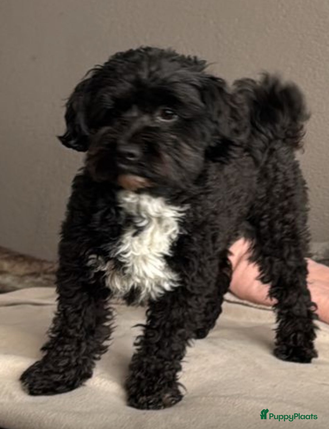 Kruising honden te koop: Kruising Maltipoo/ boomer nog 1 beschikbaar - Advertentie 2