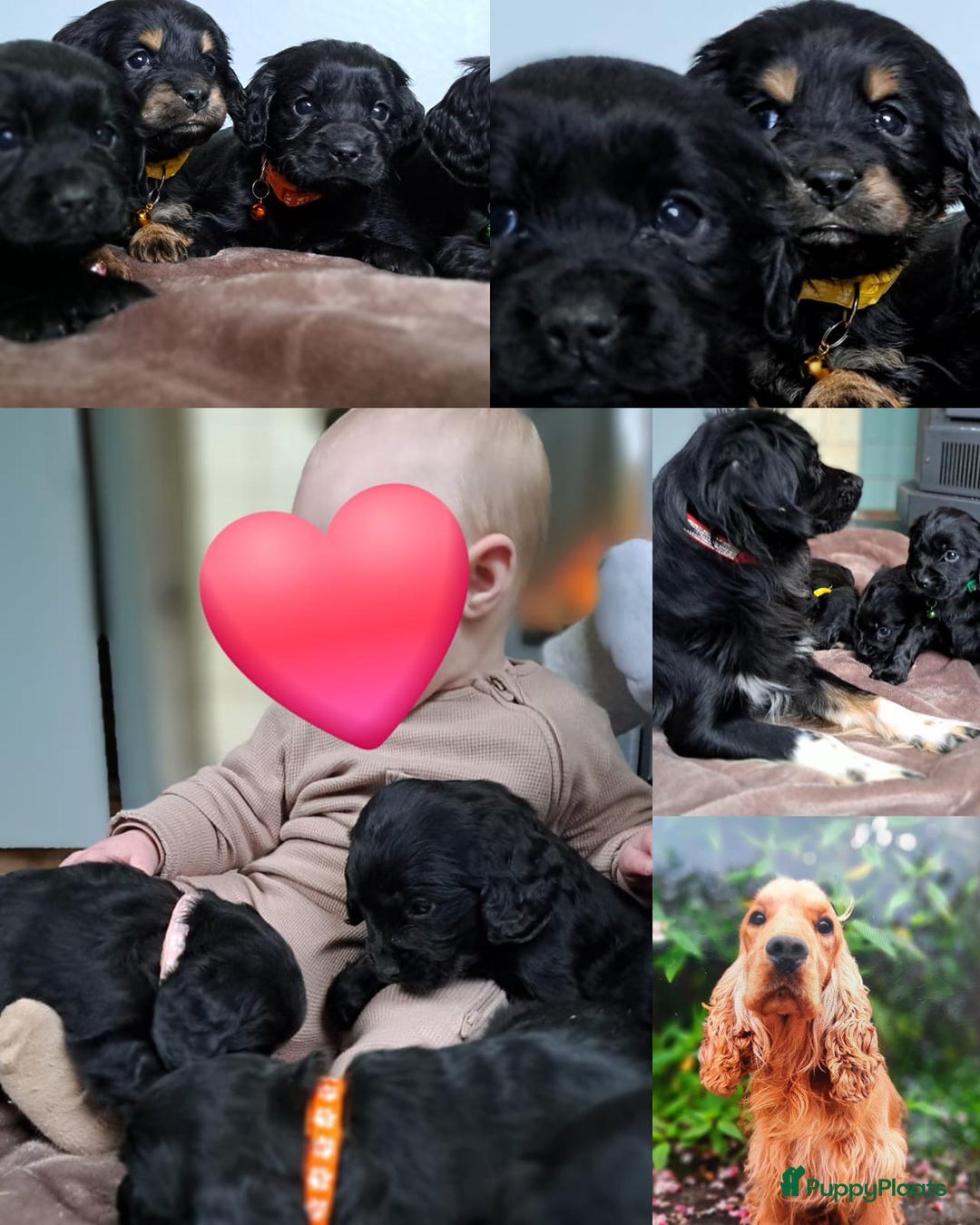 Kruising honden te koop: Kruising Engelse cockerspaniel pups.  - Advertentie 11