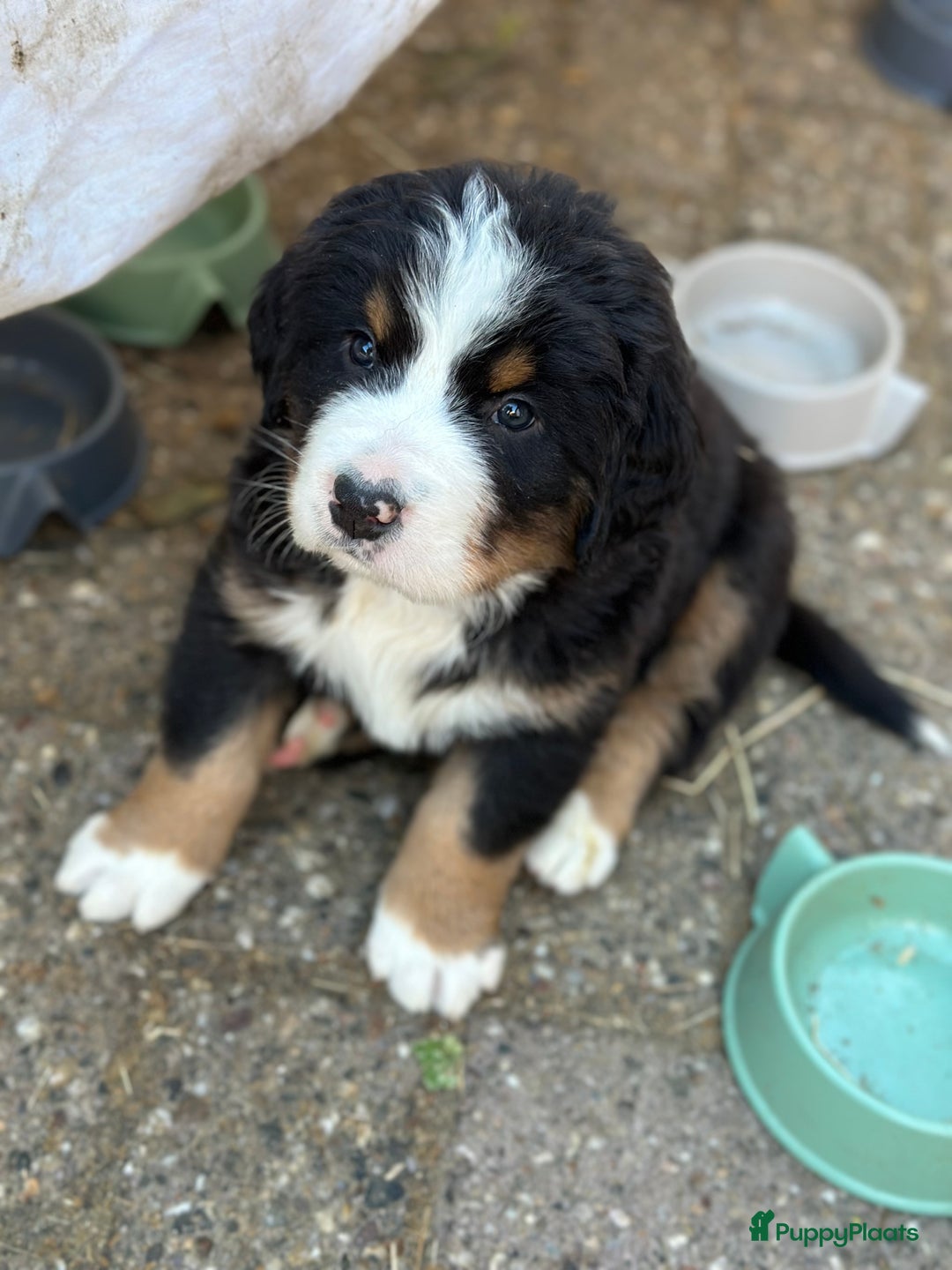 Berner Sennenhond honden te koop: Prachtige Berner Sennenhond puppy s - Afbeelding 1