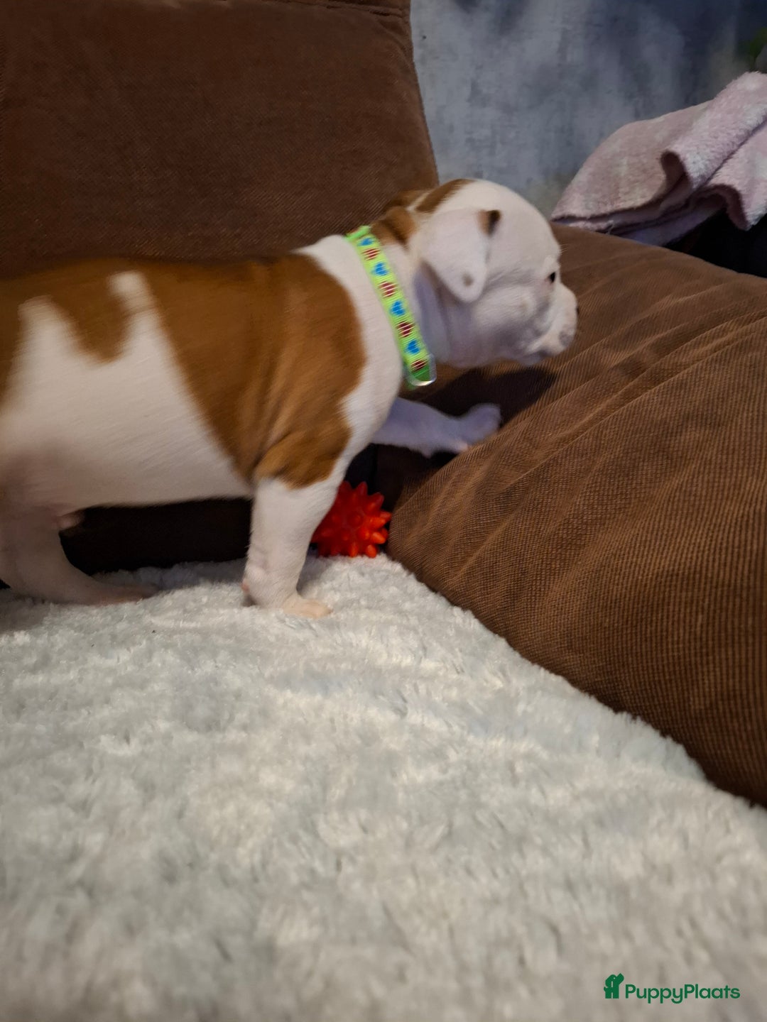 American Staffordshire Terriër honden te koop: American Staffordshire Terriers Pupps  - Advertentie 13