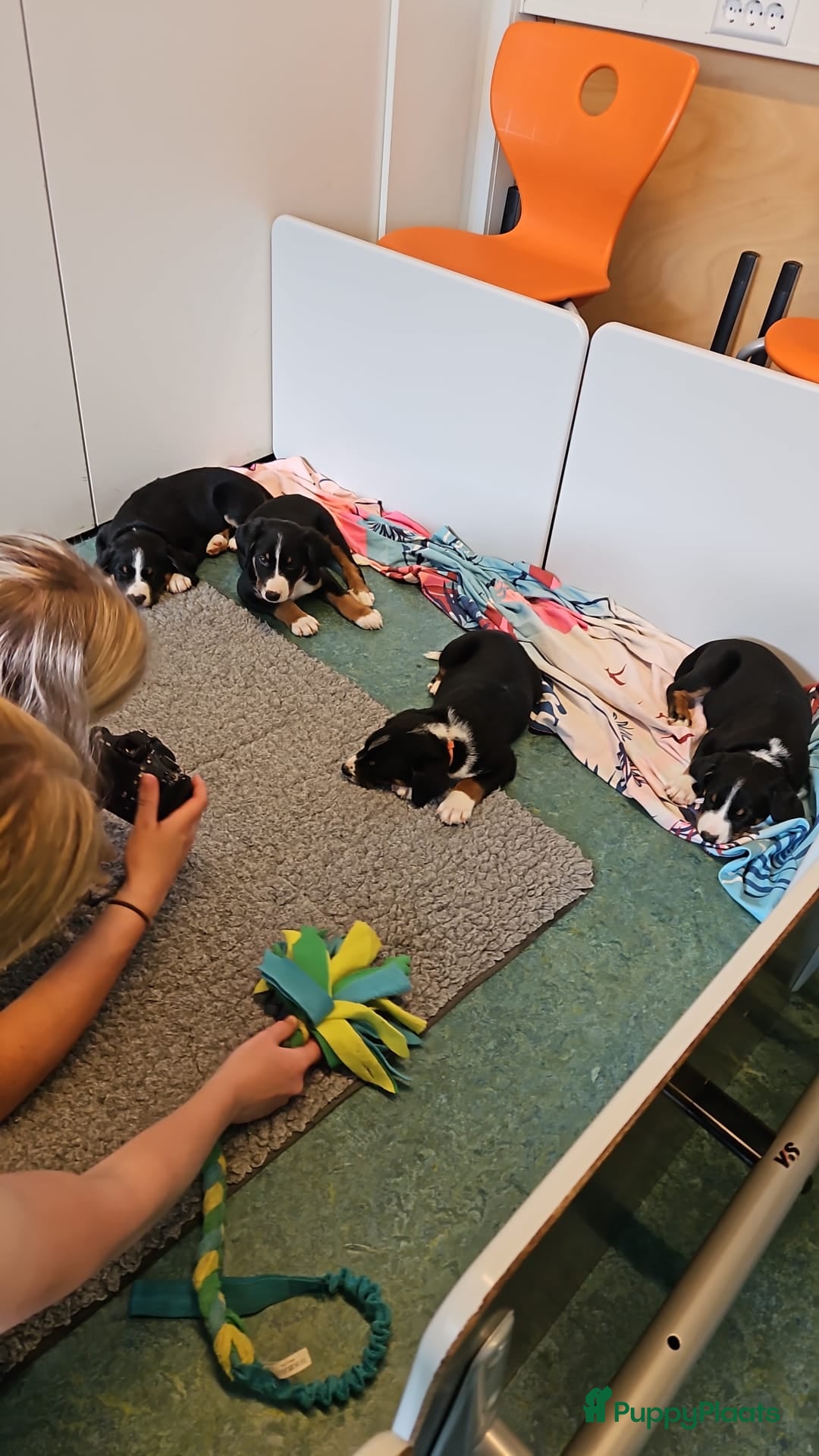 Appenzeller Sennenhond honden Appenzeller Sennenhond puppy's - Advertentie 2
