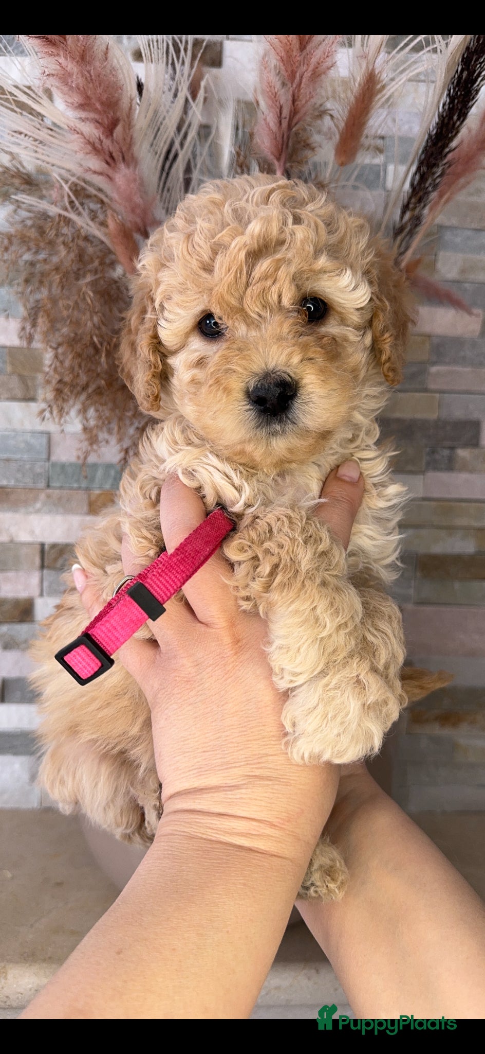 Kruising honden Prachtige Goldendoodle pups - Advertentie 3