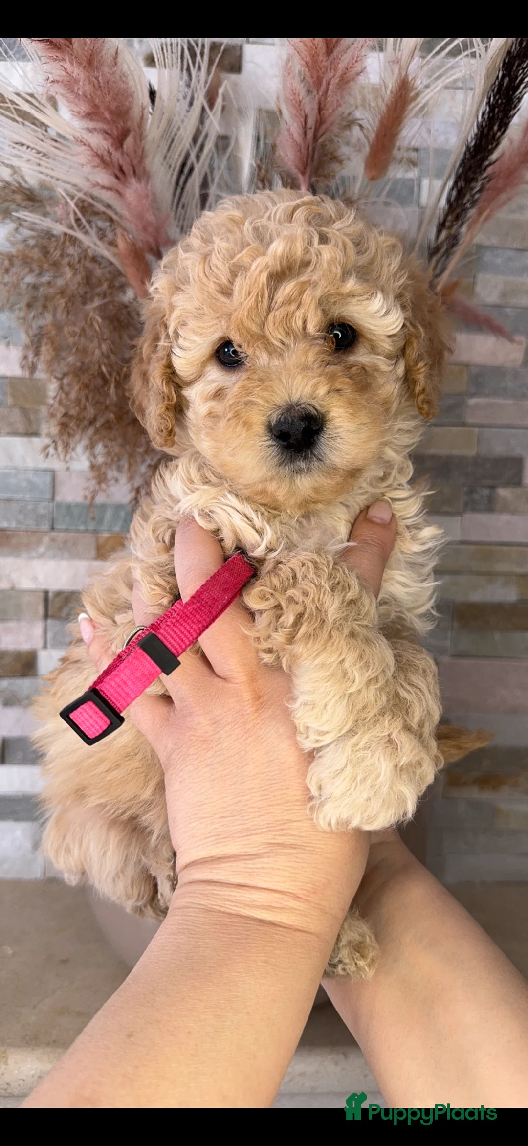 Kruising honden te koop: Prachtige Goldendoodle pups - Advertentie 1