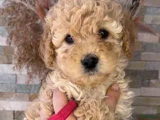 Kruising honden Prachtige Goldendoodle pups - Advertentie 3