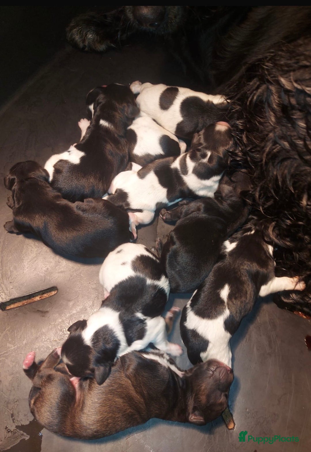 Kruising honden te koop: Super lieve kruising Markiesje pups! - Advertentie 1