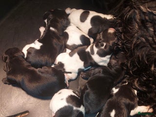 Kruising honden Super lieve kruising Markiesje pups! - Advertentie 1