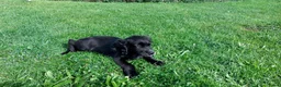 Kruising honden te koop: Friese stabij/engelse cocker spaniel  in Kinderdijk - Advertentie 7