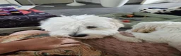 Maltezer honden te koop: Boomer malshi - Advertentie 1