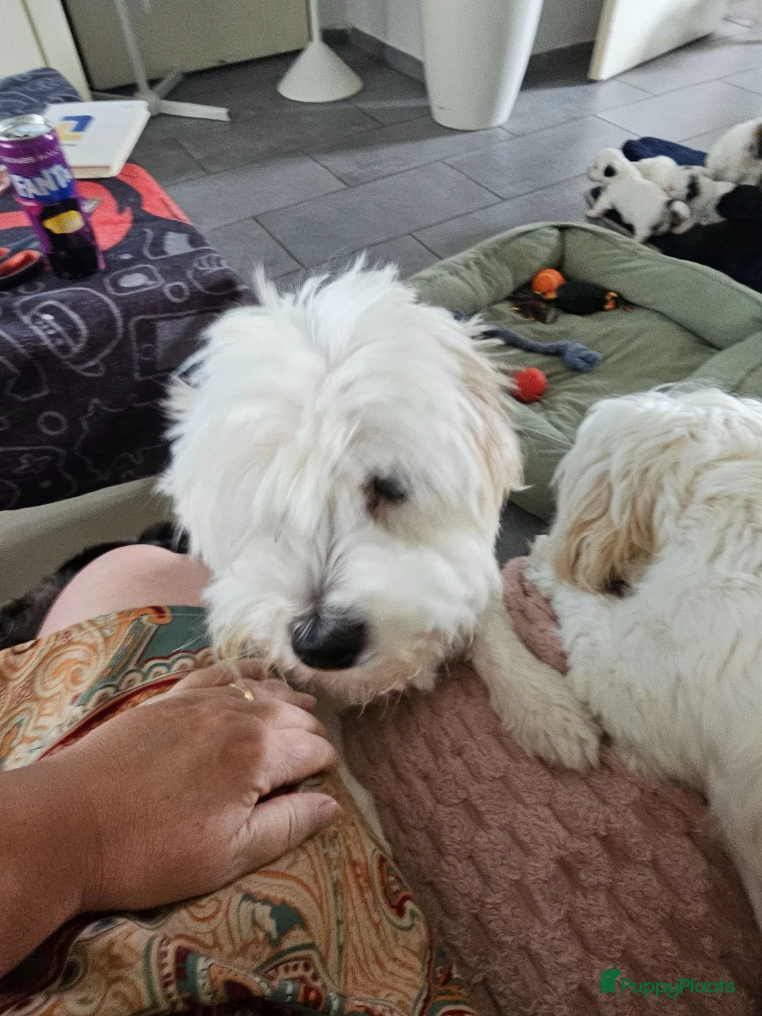 Maltezer honden te koop: Boomer malshi - Advertentie 1