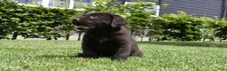 Labrador Retriever honden te koop: Chocolade bruine labrador pups met stamboom ! - Advertentie 25