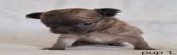 Chihuahua honden te koop: Chihuahua pups - Advertentie 7