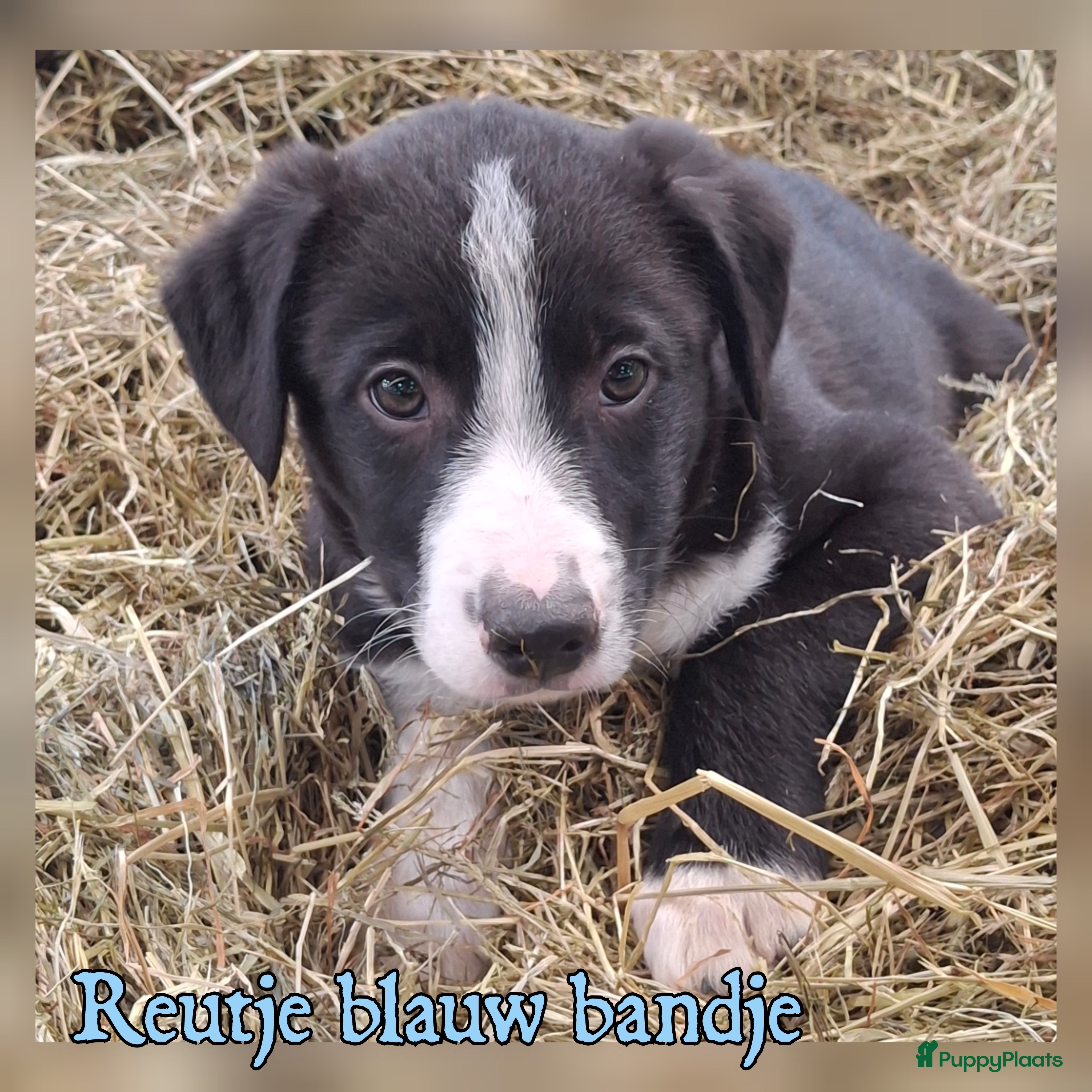 Border Collie honden Lieve border collie pups - Advertentie 1