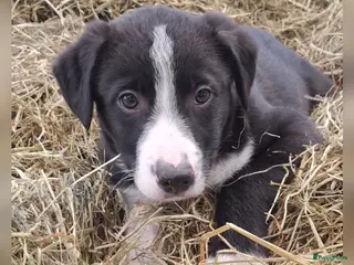 Border Collie honden Lieve border collie pups - Advertentie 1