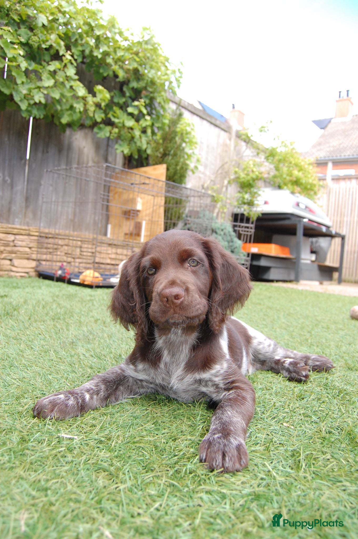 Heidewachtel honden Prachtige Heidewachtel puppy's aangeboden - Advertentie 2