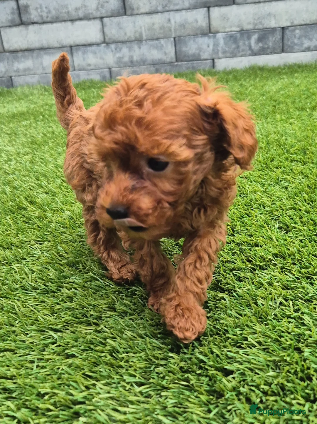 Poedel Toy honden te koop: Mooi abrikoos rood toy poedel reutje. - Advertentie 13