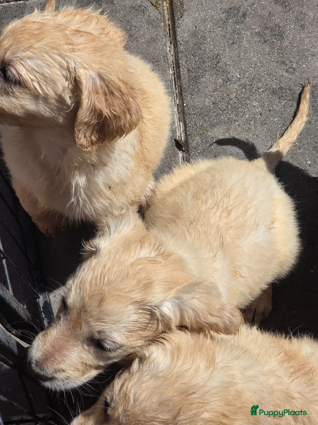 Flatcoated Retriever honden te koop: Te koop Flatcoated Retriever pups  - Advertentie 5