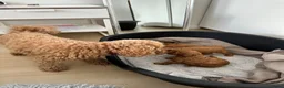 Poedel Toy honden te koop: Red/apricot toy poodle puppies  - Advertentie 2
