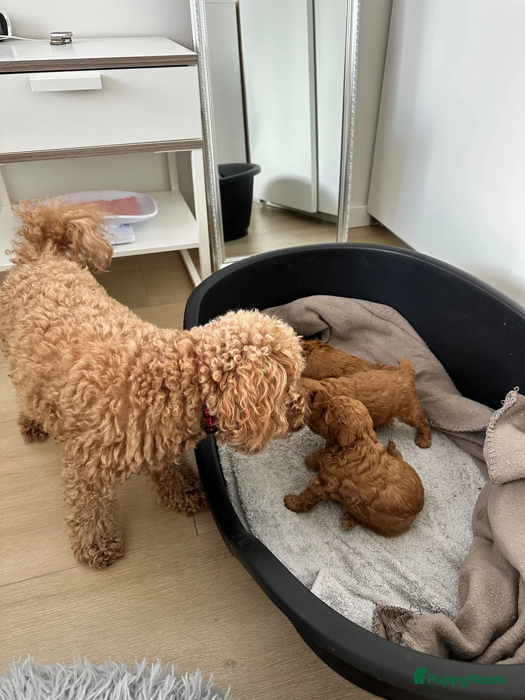 Poedel Toy honden te koop: Red/apricot toy poodle puppies  - Advertentie 2