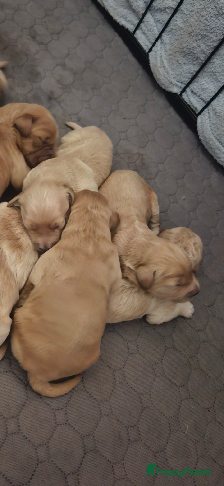 Kruising honden te koop: Prachtige mini doodle pups - Advertentie 7