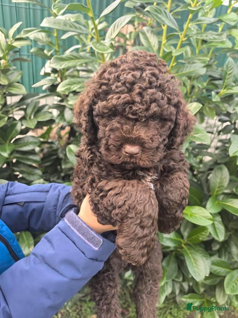 Lagotto Romagnolo honden Lagotto Romagnolo pups - Advertentie 2