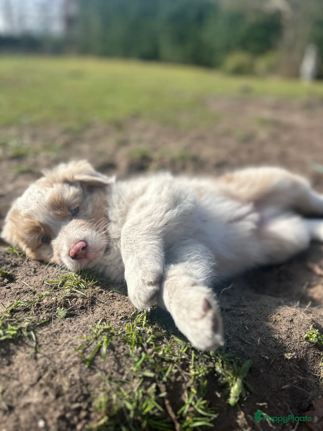 Australian Shepherd honden te koop: 100% raszuivere Australian Sheperd pups - Advertentie 2