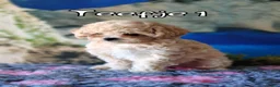 Kruising honden te koop: Bischpoo/Poochon pups te koop  - Advertentie 8
