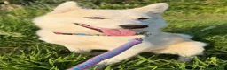 Kruising honden te koop: Reeva - Advertentie 4